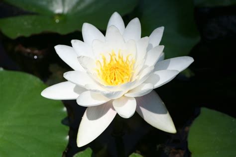 Fragrant Water Lily Facts Uses