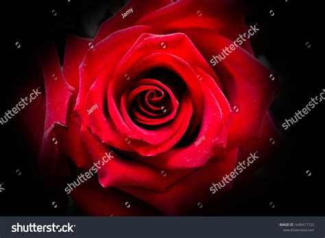 Big Red Rose Flower Datail Stock Photo 1649417725 Shutterstock