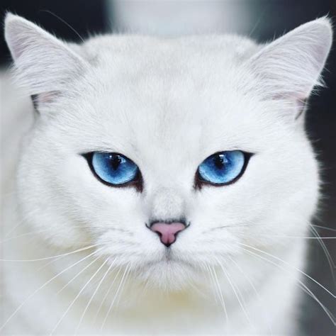 7 Beautiful White Cat Breeds That Are Best To Adopt With Images