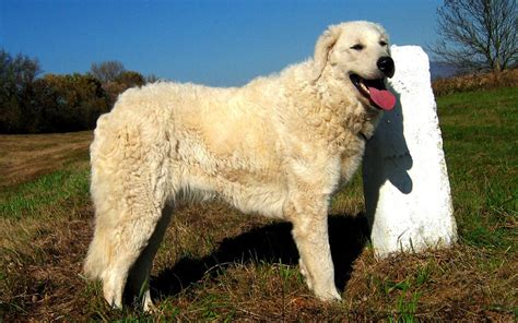 Kuvasz Puppies Breed Information And Puppies For Sale