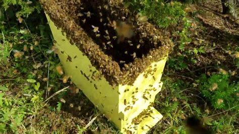 How To Catch A Swarm Of Honey Bees Fast Youtube