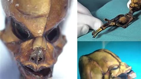 10 Scary Skeletons Ever Discovered Youtube