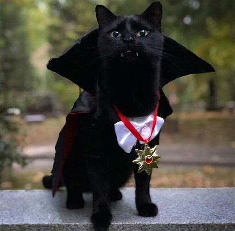 Pin By Ania 🐊 On Gatinhos♥ Vampire Cat Pet Costumes Cats