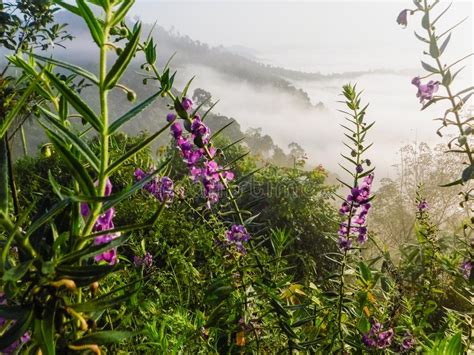 Foggy Mountain Before Sunrise With Purple Flower Stock Photo Image Of