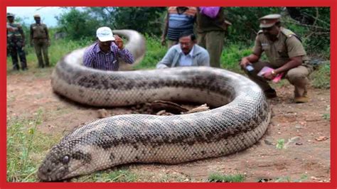 World Biggest Giant Anaconda Snake Foud Ever Biggest Snake Captured