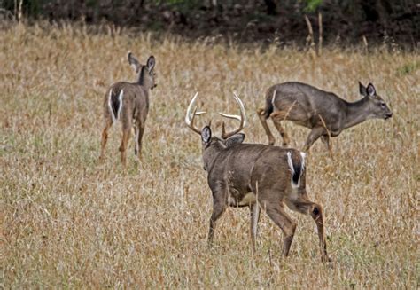 Deer Hunting Seasons Louisiana Hunting Seasons