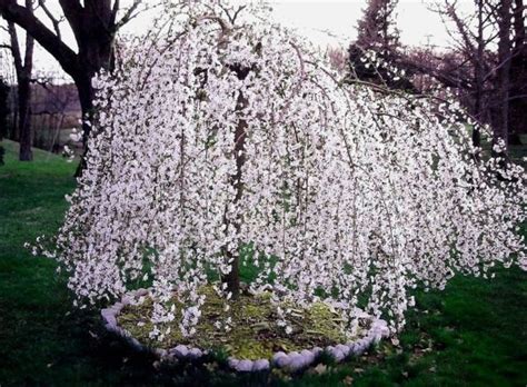The tibetan cherry tree, prunus serrula, is renowned for its wonderful glossy bark. Weeping Cherry Tree - ( prunus x yeodensis shidare yoshino ...