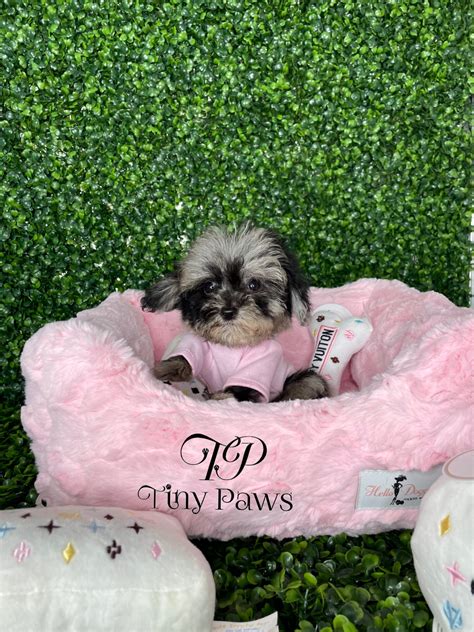 Olivia Tiny Teacup Poodle Puppy - Tiny Paws
