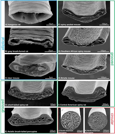 Scanning Electron Micrographs Of Guard Hair Cross Sections Indicating Download Scientific