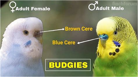 Parakeet Budgie Female