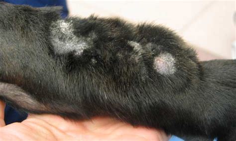 Canine Acral Lick Dermatitis Clinicians Brief