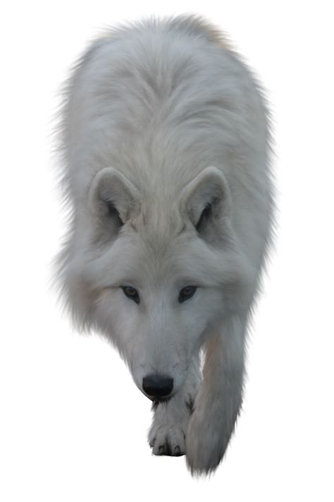 Maybe you would like to learn more about one of these? Gray Wolf PNG HD Transparent Gray Wolf HD.PNG Images ...