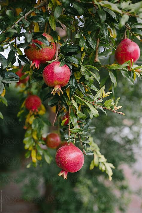 Pomegranates Growing On A Pomegranate Pomegranate Tree HD Phone