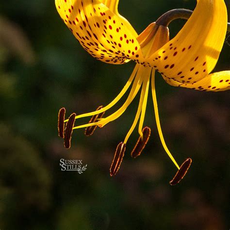 Yellow Tiger Lily Fine Art Photo Greeting Card By Nicky Flint