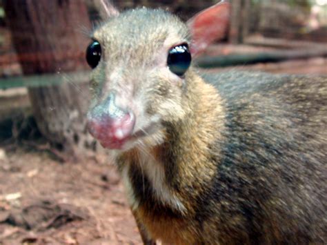 Imageafter Images Animal Big Eyes Mouse