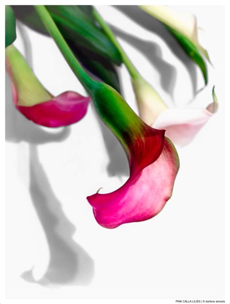 Pink Calla Lilies Photoscapes
