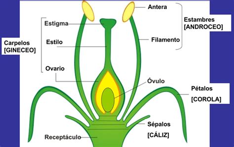 4 La Flor Botánica integra