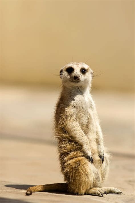 17 Best Images About Funny Meerkats On Pinterest Birds Eye View