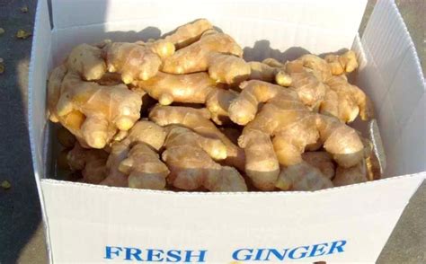 Fresh Ginger Big Size Pvc Box For Export Buy Fresh Ginger Pricebig