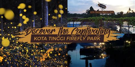 If you want to experience it for yourself. Discover the Mesmerizing Kota Tinggi Firefly Park - JOHOR NOW