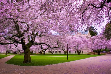 Dc Cherry Blossom Desktop Wallpapers Top Free Dc Cherry Blossom