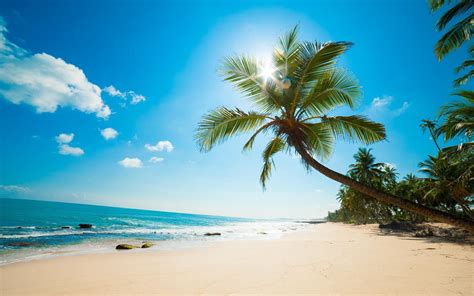 Wallpaper Palm Tree Beach Sea Sun Rays Tropical Blue Sky 2880x1800