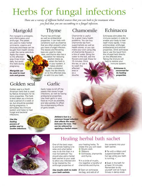 herbs for fungal infections herbal medicine herbalism healing herbs