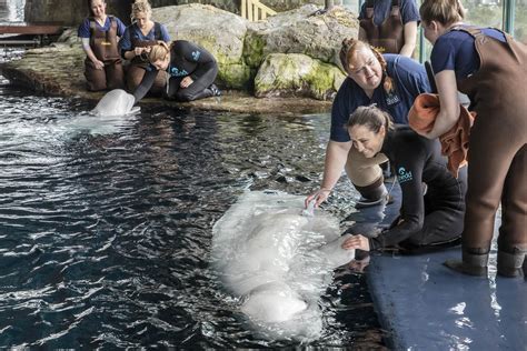 Pregnant Beluga Whale Gets Ultrasound At Shedd Aquarium Chicago News
