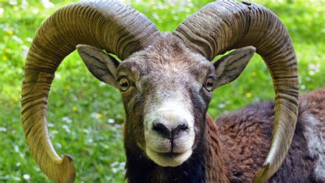 Le Mouflon De Corse Désormais Protégé Fondation 30 Millions Damis