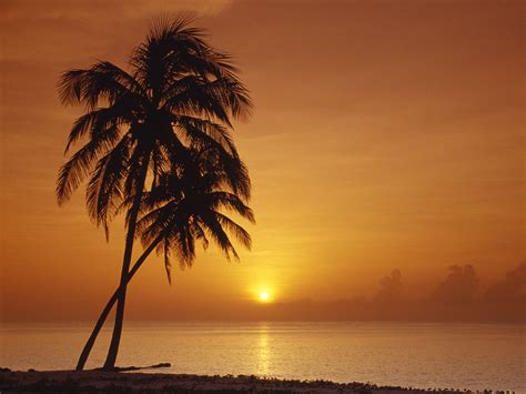 Baracoa Sunset Cuba Palm Tree Sunset Beautiful Sunset Beach Scenes