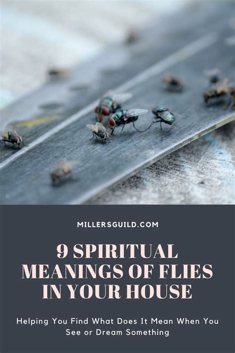 9 Spiritual Meanings Of Flies In Your House