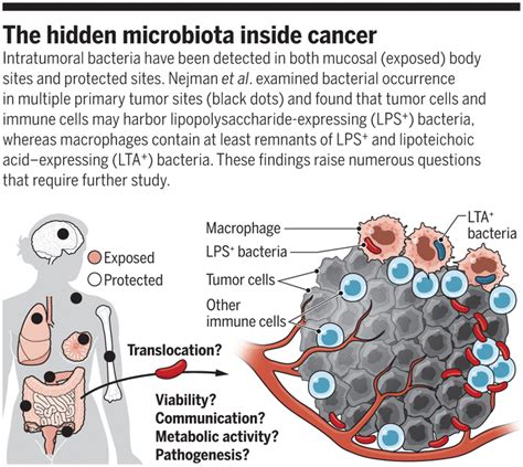 Probing The Tumor Microbenvironment Science