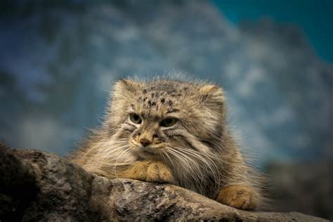 Pallass Cat Visiting The Cincinnati Zoological And Botani Flickr