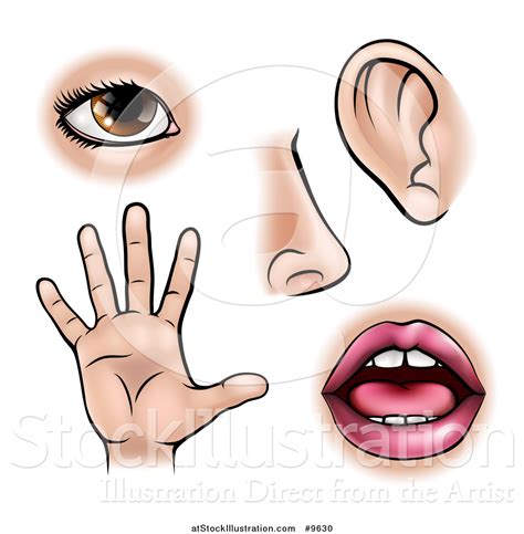 Vector Illustration Of The Five Senses Sight Smell Hearing Touch