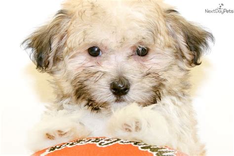 Looking for a puppy or dog in columbus, ohio? Havanese puppy for sale near Columbus, Ohio | 26147b70 ...