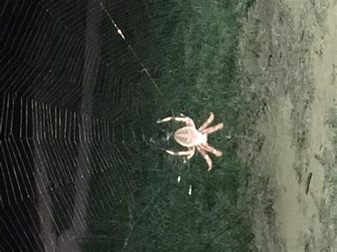 Unidentified Spider In Annapolis Maryland United States