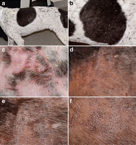 Cutaneous Lupus Erythematosus In Dogs A Comprehensive Review Bmc
