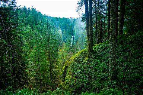 Pacific Northwest 11 Best Free Pacific Northwest Tree Forest And