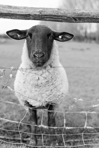 Royalty Free Black And White Sheep Pictures Images And Stock Photos