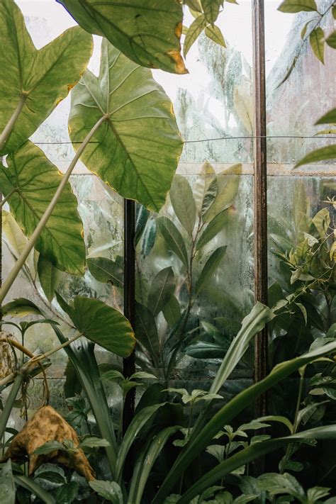 Indoor Garden At Home In 2020 Plants Botanical Gardens Plant Aesthetic