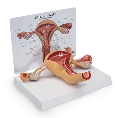 buy uterus and ovary model human body anatomy replica of female reproductive system for doctors