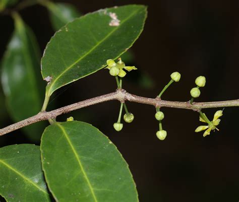 Salacia Chinensis L Plants Of The World Online Kew Science