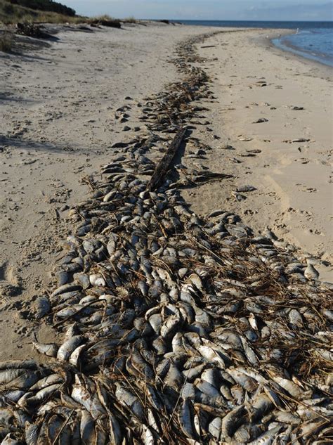 Thousands Of Dead Fish Wash Up On Va Shore Beaches