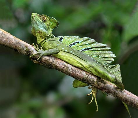 Green Basilisk Lizard 2 This Was Another Green Basilisk Lizard That