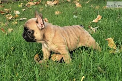 Bulldog haven nw is a english and french bulldog rescue: French Bulldog puppy for sale near Seattle-tacoma ...