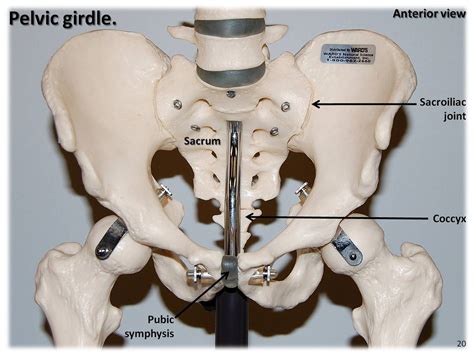 Pelvic Girdle Anterior View With Labels Appendicular Sk Flickr