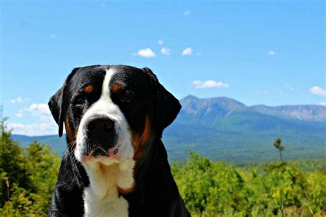 12 Things You Should Know About The Greater Swiss Mountain Dog Your