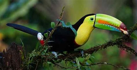 Animals Tropical Rainforest What Animals Live In The Tropical