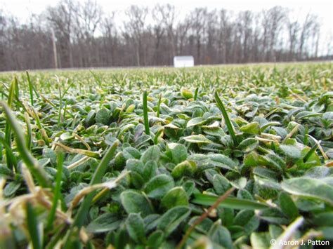 Mouse Ear Chickweed Purdue University Turfgrass Science At Purdue