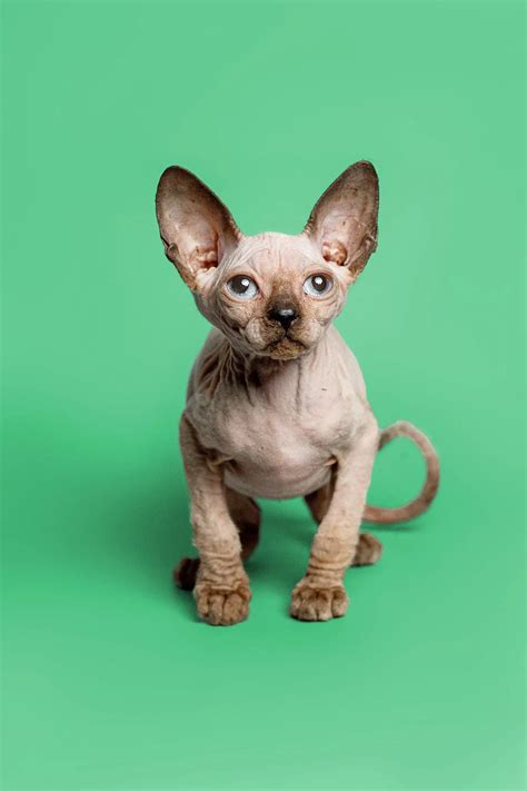 Hairless Sphynx Cats And Kittens For Sale Find Your Dream Kitty Today